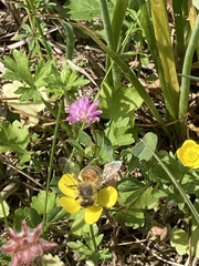 Apis mellifera