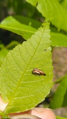 Ophiderma flavicephala