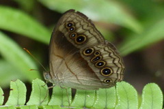 Mycalesis bazochii
