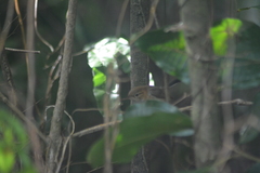 Ramphocaenus melanurus