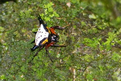 Gasteracantha crucigera