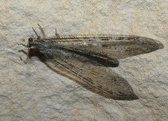 Acanthaclisini
