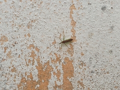 Insecta