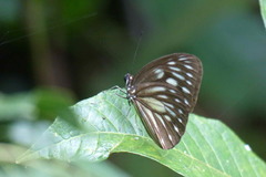Pareronia