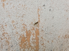 Insecta