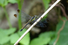 Agrionoptera longitudinalis