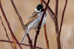 Emberiza schoeniclus