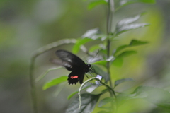 Parides neophilus
