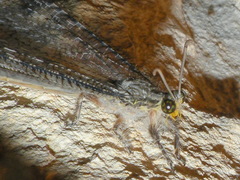 Acanthaclisini