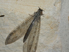 Acanthaclisini