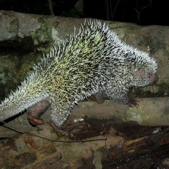 Coendou longicaudatus