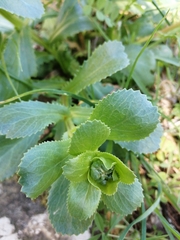 Lepidophorum repandum