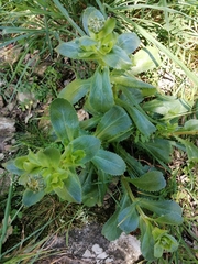 Lepidophorum repandum