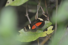 Heliconius ricini