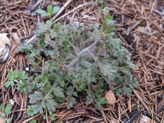 Collomia heterophylla