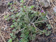 Collomia heterophylla
