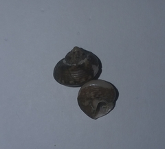 Steromphala umbilicaris