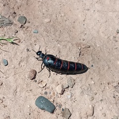 Berberomeloe maculifrons