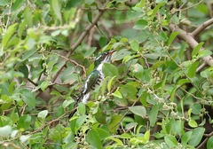 Chrysococcyx caprius