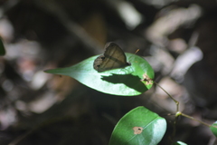 Amiga arnaca