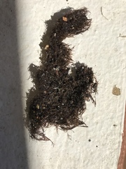 Gracilaria