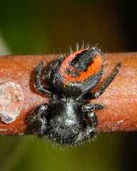 Phidippus