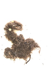 Gracilaria