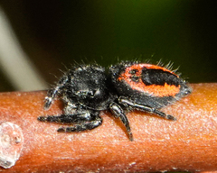 Phidippus