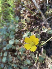 Ranunculus nigrescens