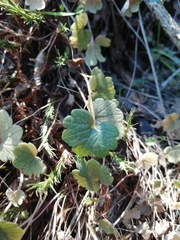Ranunculus nigrescens