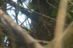 Phaethornis longuemareus