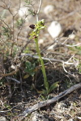 Ophrys exaltata