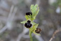Ophrys exaltata