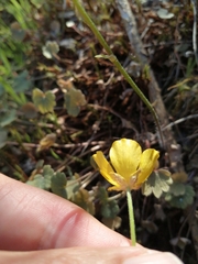 Ranunculus nigrescens