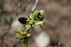 Ophrys exaltata