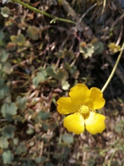 Ranunculus nigrescens