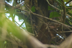 Phaethornis longuemareus