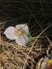 Pseudotrillium rivale