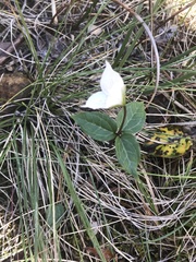 Pseudotrillium rivale