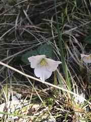 Pseudotrillium rivale