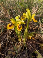 Ophrys lutea lutea