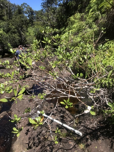 Melicope clusiifolia observed 2019-08-27