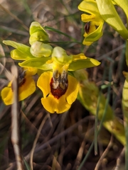 Ophrys lutea lutea