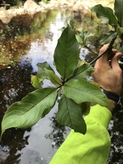 Clermontia parviflora