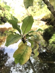 Clermontia parviflora