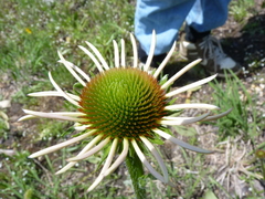 Echinacea simulata