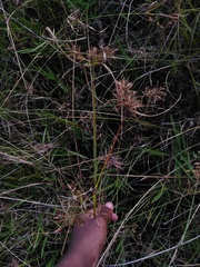 Cyperus longus tenuiflorus
