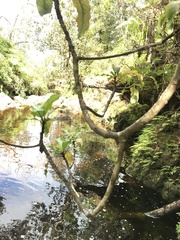 Clermontia parviflora