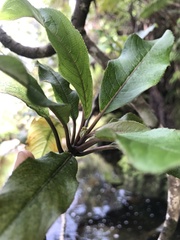 Clermontia parviflora