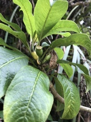 Clermontia parviflora